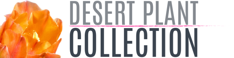 Desert Plant Collection Nursery