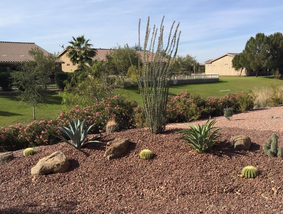 Cindy's Project - Desert Plant Collection Nursery